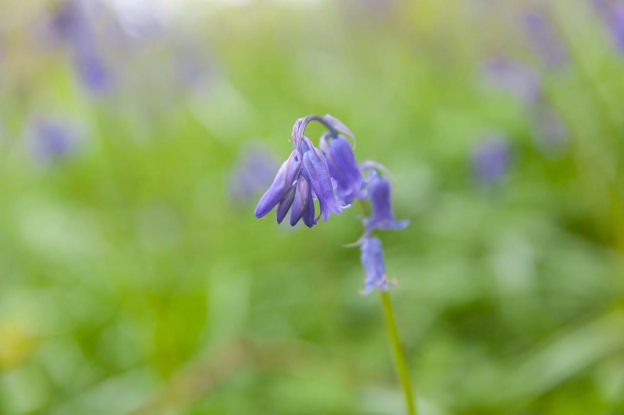 Cosy Woodland HomeUny Lelant エクステリア 写真