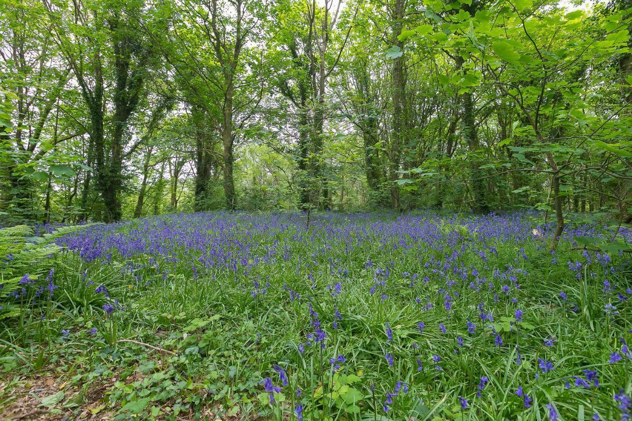 Cosy Woodland HomeUny Lelant エクステリア 写真