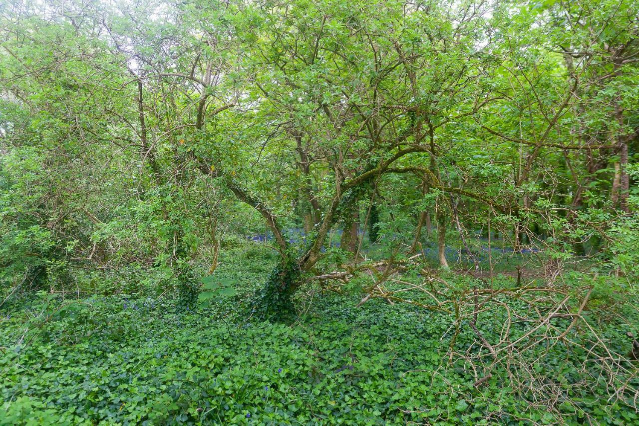 Cosy Woodland HomeUny Lelant エクステリア 写真