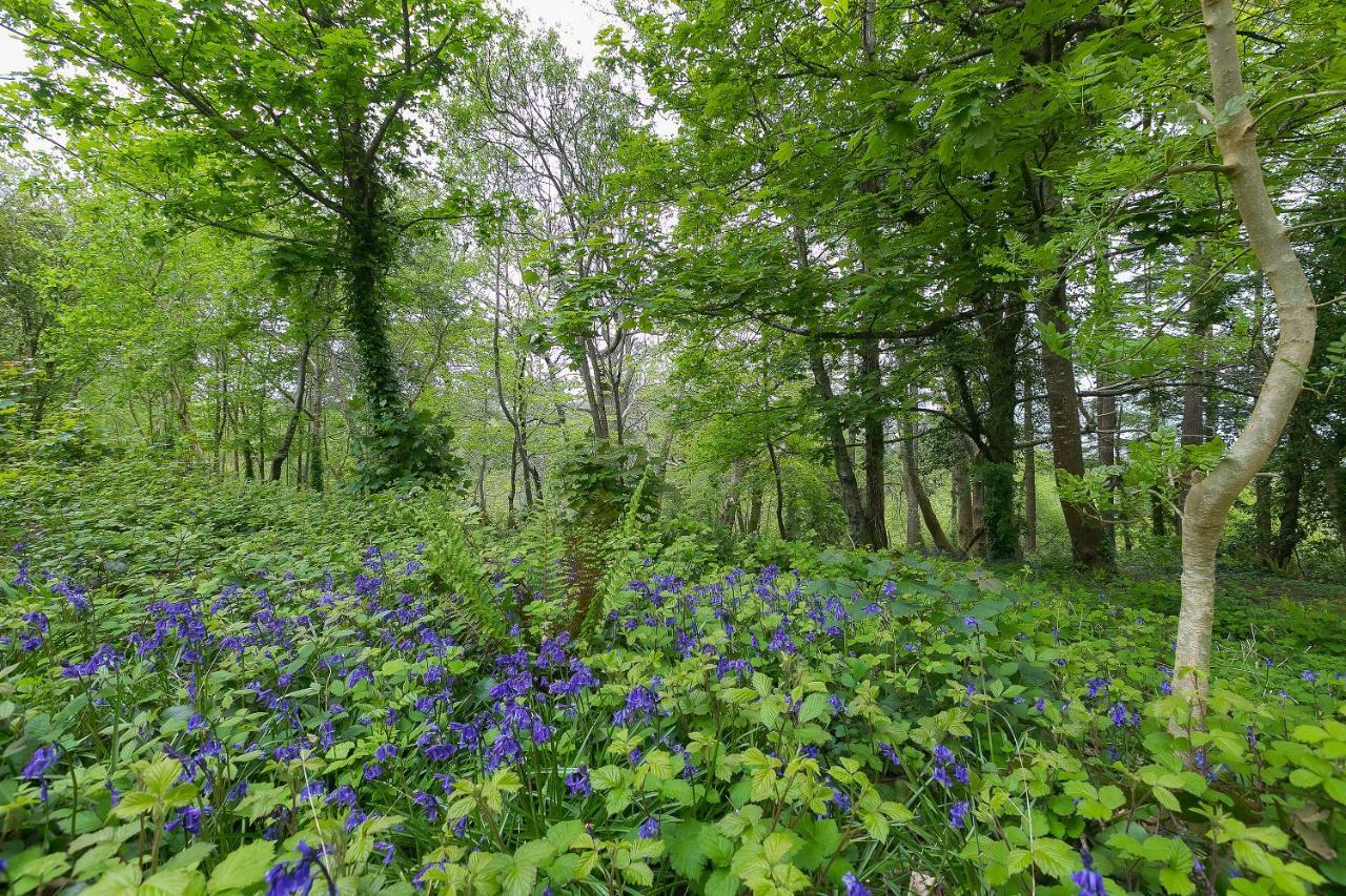 Cosy Woodland HomeUny Lelant エクステリア 写真